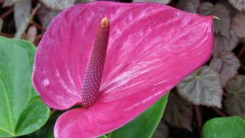 Anthurium indoor plants