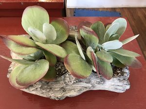 Types of Succulent Pictures