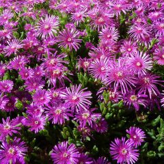 Types of Ice Plants