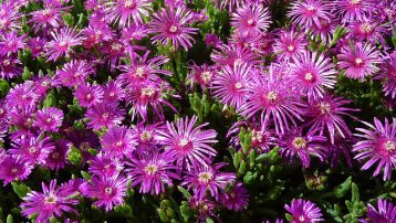 Types of Ice Plants