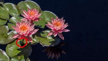 water-lotus-plant2