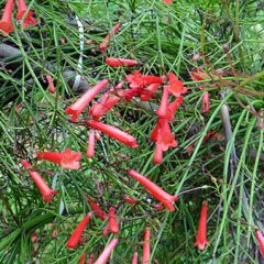 Firecracker plant