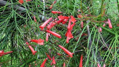 Firecracker plant