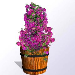 flowering-bougainvillea-barrell