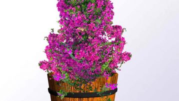 flowering-bougainvillea-barrell