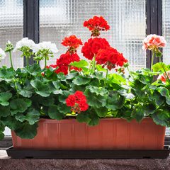 Geranium flowers on windowsill