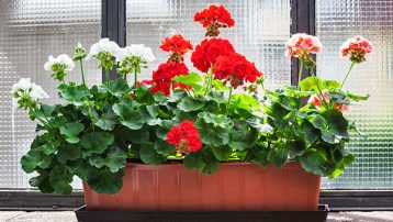 Geranium flowers on windowsill