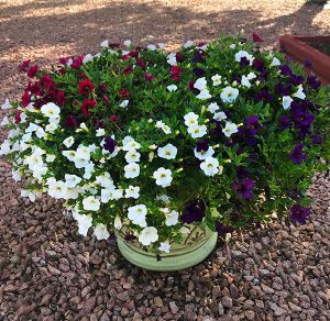 Easy Colorful Container Garden Ideas