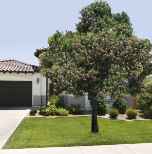 Small Landscaping Trees