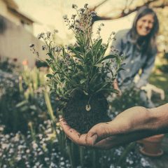 The Glory of Gardening