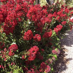 Red Crape Myrtles