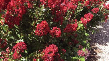 Red Crape Myrtles