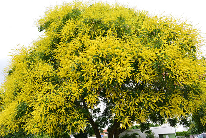 The Golden Rain Tree - The Golden Rain Tree. (Koelreuteria paniculata ...