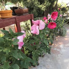 Hibiscus Plant varieties