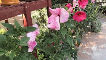 Hibiscus Plant varieties