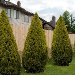 How to block neighbors view of my yard