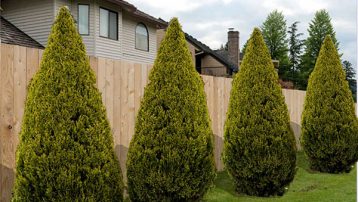 How to block neighbors view of my yard