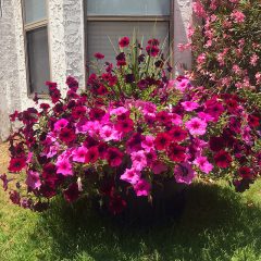 Wave petunias for color