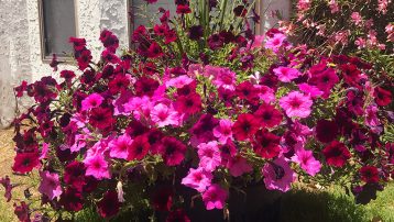 Wave petunias for color