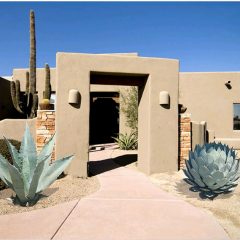 Parry's Agave Plant