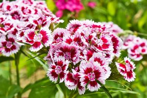 Dianthus Plants Perennials