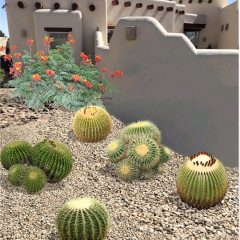 Small Desert Plants