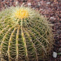 Golden barrel cactus plants