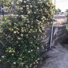 Honeysuckle on a fence