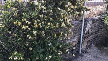 Honeysuckle on a fence