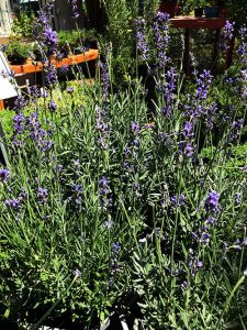 Plants that attract bees - The Lavender Plants