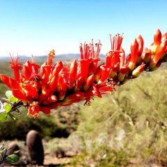 The Ocotillo Plant