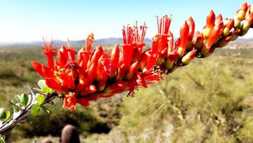 The Ocotillo Plant