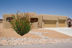 The Ocotillo Plant