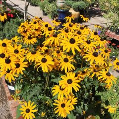 Black-Eyed Susan Plant