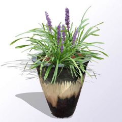 liriope-in-pot2