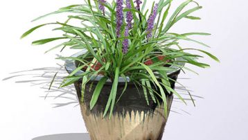 liriope-in-pot2