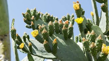 Prickly Pear Cactus Care