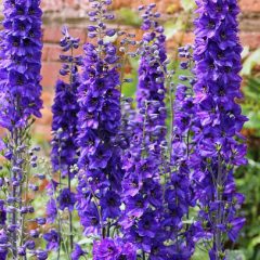 Delphinium Plant