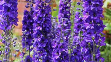 Delphinium Plant