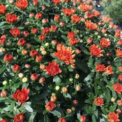 mums-crimson-red