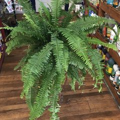 Indoor Fern Plant Care