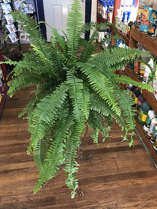 Indoor Fern Plant Care