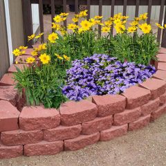 coreopsis-in-garden