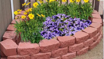 coreopsis-in-garden