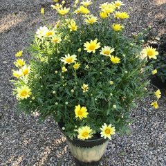 Marguerite plants