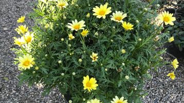 Marguerite plants