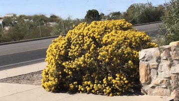 turpentine-bush