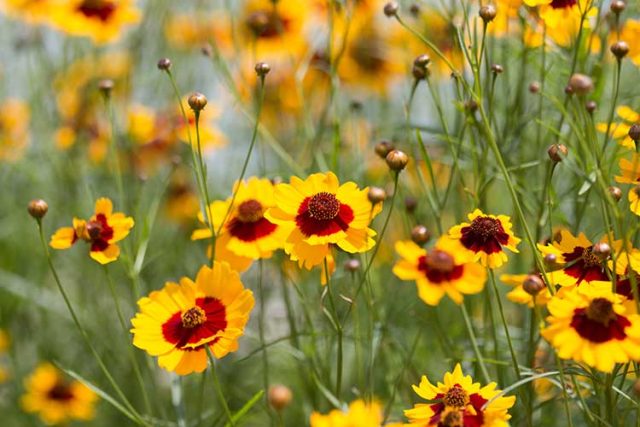 Coreopsis tinctoria flower