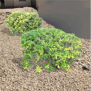 Pittosporum shrubs and plants