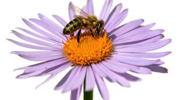 Plants that are attracted to bees